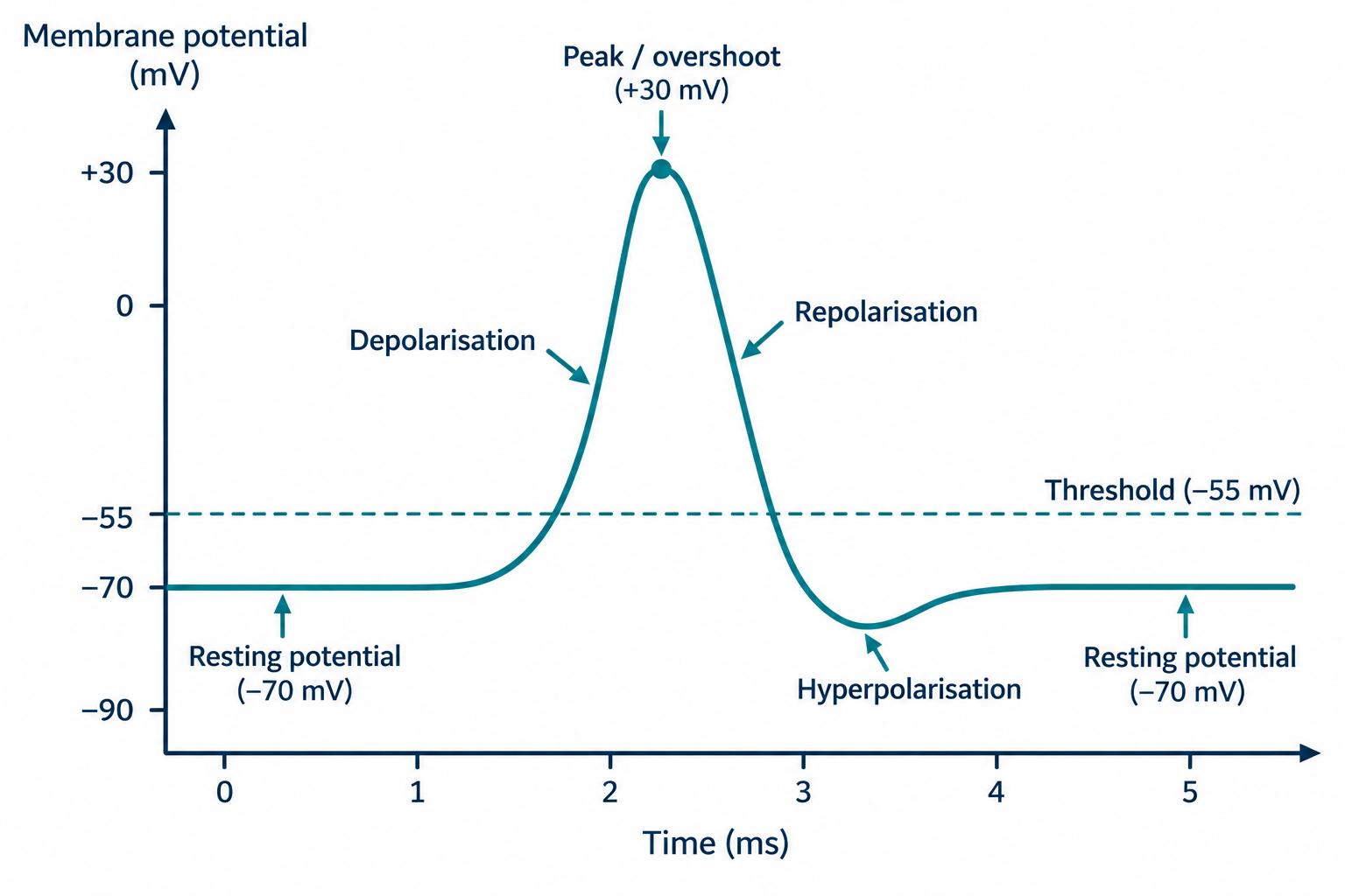 Action potential graph: resting -70mV, depolarisation to +30mV peak, repolarisation, hyperpolarisation below -70mV, threshold at -55mV