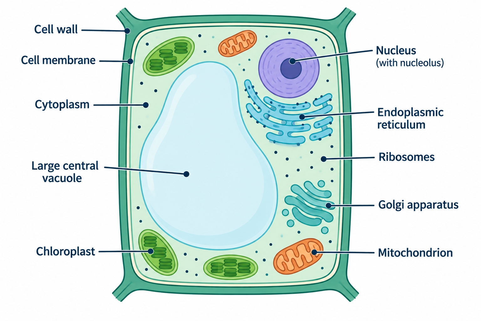 Labelled plant cell: cell wall, cell membrane, cytoplasm, large central vacuole, chloroplasts, nucleus, ER, Golgi, ribosomes, mitochondrion